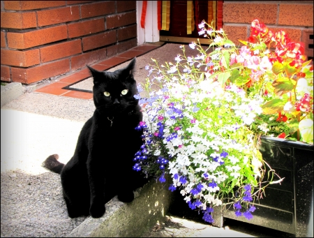 Black beauty and flowers - black cat, summer, flowers, garden