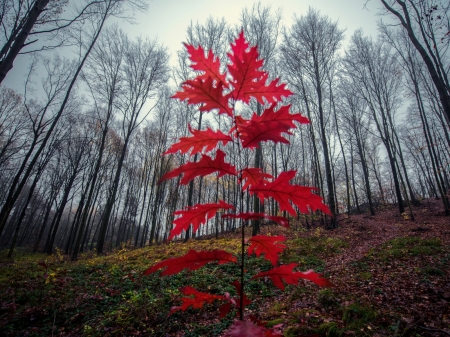 October'15 - trees, nature, autumn, slope, forest, maple