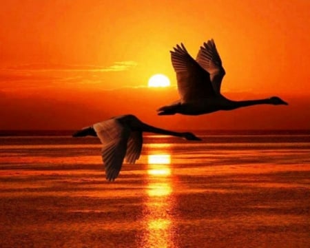 Birds Flight at Sunset - birds, sunset, nature, flight, sea, reflection