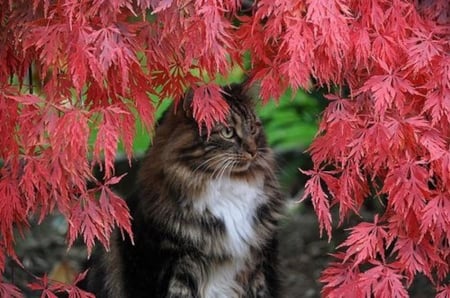 Cute Kitten - trees, animal, kitten, cat