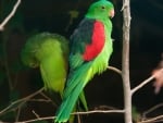 Red Winged Parrots