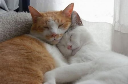 It's LOve â™¥â™¥ - love, sweet, cute, cats