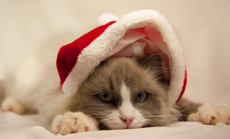 Christmas cat - santa, cat, hat, animal, kitten, christmas