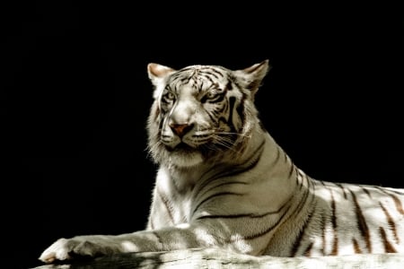 White tiger