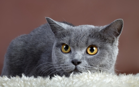 Russin blue - animal, kitten, feline, russian blue, breed, cat