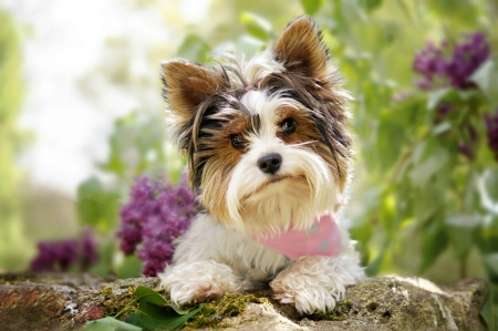 Cute Puppy - flowers, look, cute, puppy, background