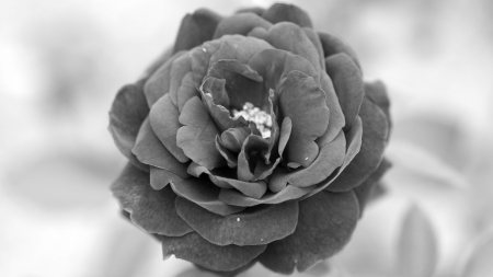 Rose - rosaceae, bara, 4k, black, rose, black and white picture, white, grey, monochrome, 3840x2160, rosales, flowers, flower