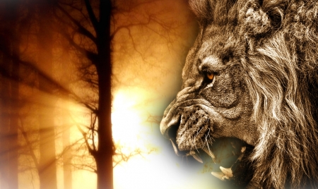 Angry Lion - big, angry lion, wild animal, face, cat, wallpaper