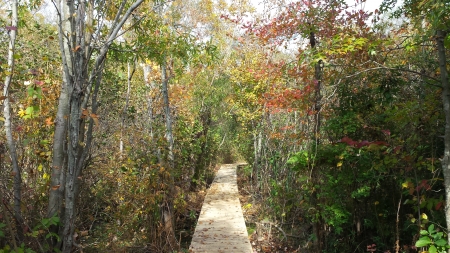 The Trail - nature, pathway, walkway in the woods, trail