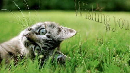 *Little cat* - green, grass, time, day