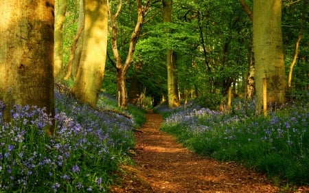 spring forest - spring, forest, flower, tree, pat