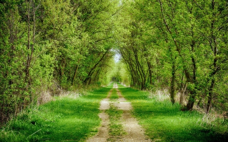 Forest Road - road, trees, forest, nature