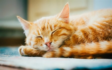 Cute Cat - cute, sleeping, animals, cat