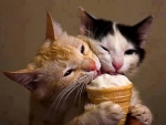 Funny Kittens