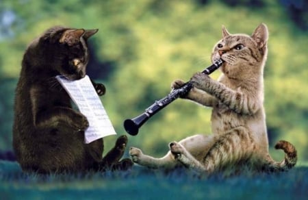 Music Lovers - music, animal, kitten, cat