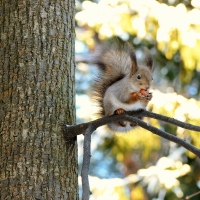 Squirrel and Bird