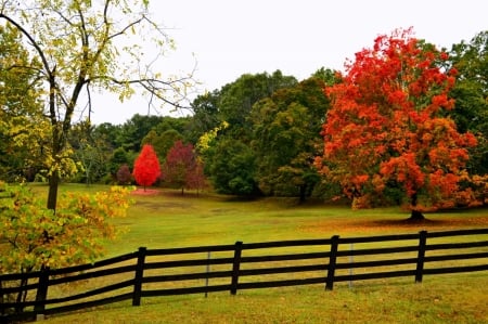 Autumn fence - trees, nature, fence, autumn