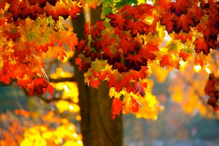 Maple Trees - maple, leaves, trees, nature, autumn