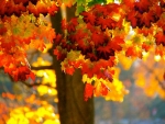 Maple Trees