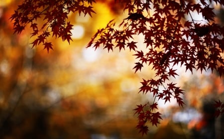 Reflection Autumn - nature, autumn, trees, reflection, branch, leaves