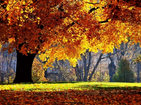 Autumn Forest - trees, forest, nature, autumn