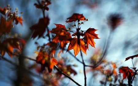 Autumn leaves - fall, wallpaper, leaves, hd, leaf, nature, branch, autumn, twigs