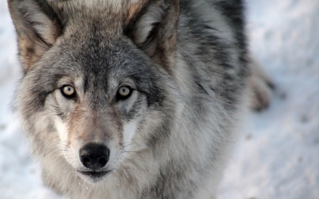 •Wolf• - predators, wolf, wilderness, HD, wild animals, wolves, nature, animals, wildlife, wild, wallpaper