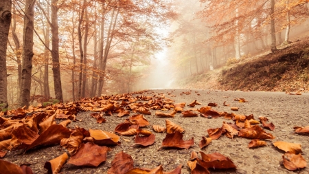 * - nature, beech, autumn, trees, forest, misty road, scene