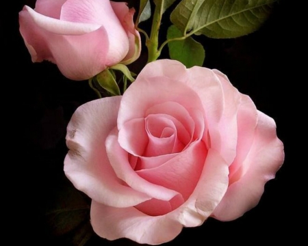 Beautiful Rose - flowers, roses, bloom, pink