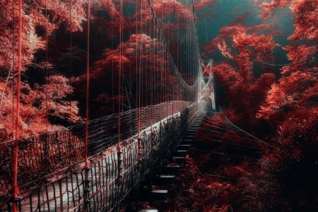 Taiwan - redwoods, path, Taiwan, forest, bridge