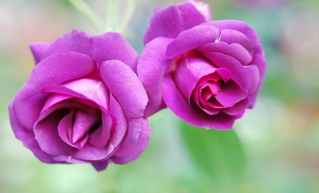 Sweet Purple Roses - nature, purple, roses, beautiful, sweet, flowers