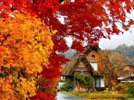 Autumn in Japan - Trees, Autumn, Japan, House