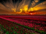 Sunset over Tulip Field