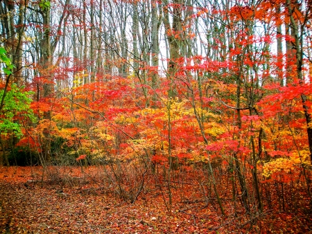 Shenandoah National Park At Fall, Virginia - season, trees, leaves, colors, usa