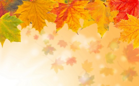 Autumn Leaves - Autumn, yellow, Fall, red, green, leaves