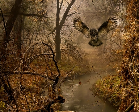 Owl in Autumn Forest - Forest, Autumn, Bird, Owl