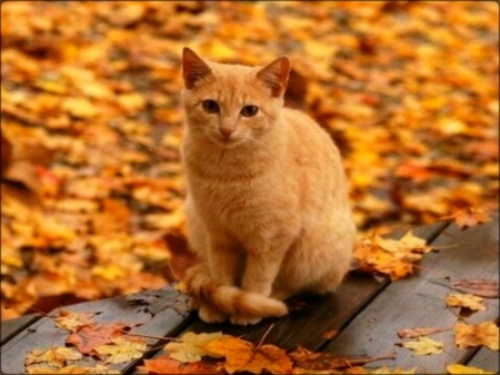 Autumn Kitten - animal, yellow, kitten, autumn, cat, leaves