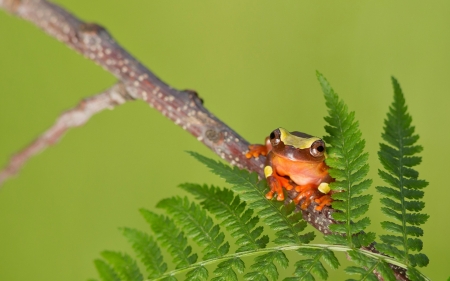 Frog - animal, frog, leaf, orange, green