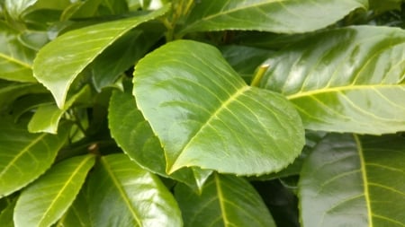 Leaf shines in the sun - sunshine, snapshot, leaf, living nature, spring, green leafs, green, plant, sunny, garden, photograph, morning, springtime, green leals, plants, bright, nature, leafs, leaves, flowers, photo, flower