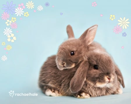 Bunnies - rabbit, blue, flower, bunny, sweet, rachael hale, easter, animal, cute, couple