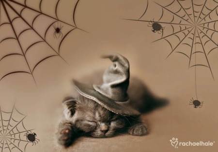 Happy Halloween! - halloween, cat, rachael hale, hat witch, spider, animal, web, kitten