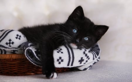 Black kitten - black, kitten, halloween, cat, blue eyes