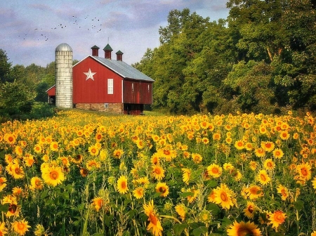 Morning Farm - sunflowers, photography, sunrise, farms, barns, flowers, love four seasons, country, rural