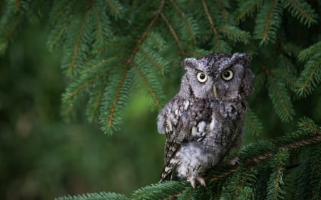 Owl - fir, bufnita, green, tree, owl, bird