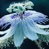 Passion Flower Sparkle