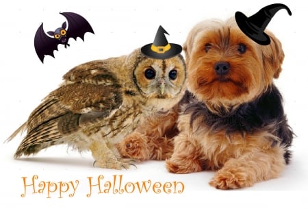 dog and owl on a Halloween - halloween, owl, animals, dog