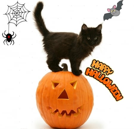 Halloween black kitty