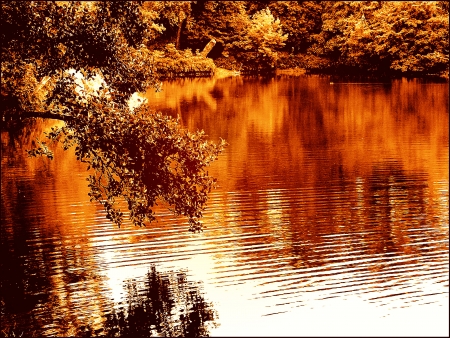 autumn reflection - fall, autumn, reflection, water, tree