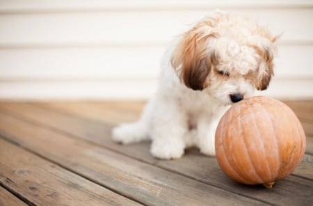 Cute Dog - autumn, pumpkin, dog, photography, cute