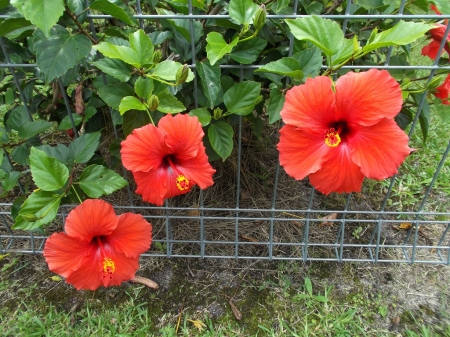 RED HIBISCUS FLOWERS - flowers, red, nature, hibiscus